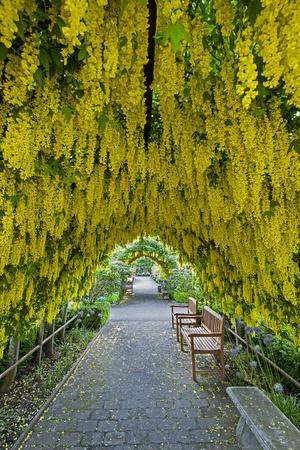 'USA, Whidbey Island, Langley. Golden Chain Tree on a Metal Frame