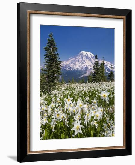 USA, Washington, Mount Rainier NP. Avalanche Lilies and Mount Rainier-Jaynes Gallery-Framed Photographic Print