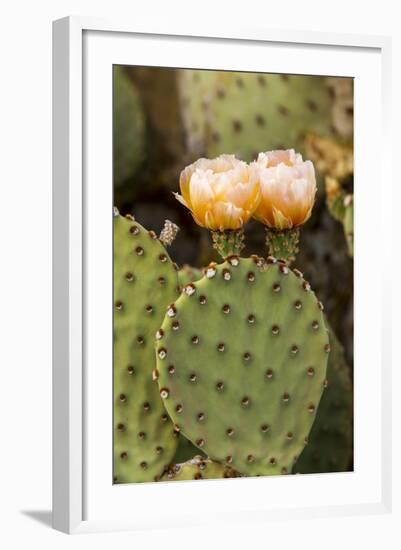 Prickly Pear Cactus in Bloom in Big Bend National Park, Texas, Usa-Chuck Haney-Framed Photographic Print