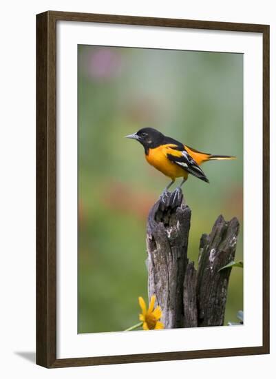 Baltimore Oriole on Wooden Fence in a Garden, Marion, Illinois, Usa-Richard ans Susan Day-Framed Photographic Print