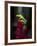 Red-Eyed Tree Frog. Sarapiqui. Costa Rica. Central America-Tom Norring-Framed Photographic Print