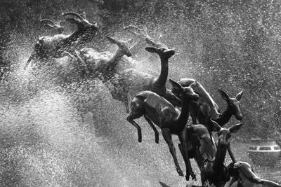 Premium Photographic Print, , small