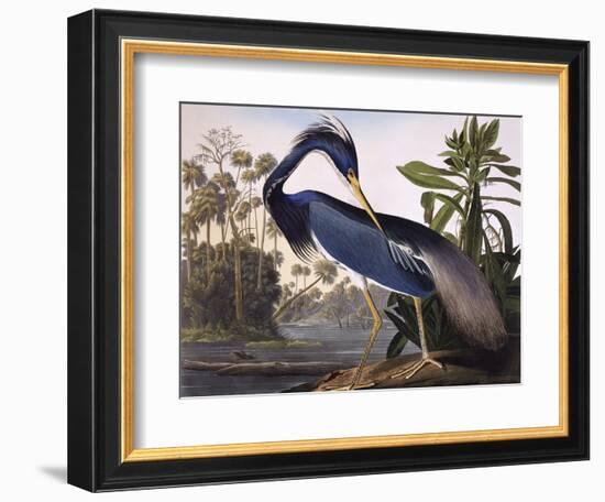 Louisiana Heron-John James Audubon-Framed Premium Giclee Print