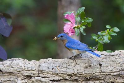 Premium Photographic Print, , small