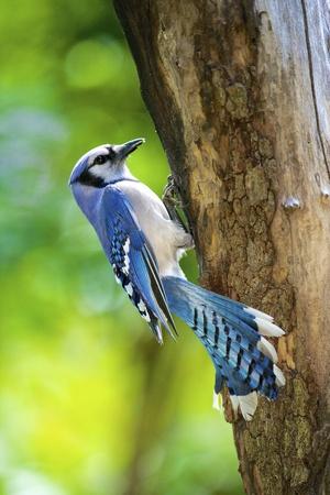 Premium Photographic Print, , small