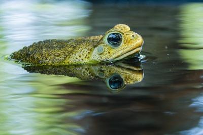 Premium Photographic Print, , small