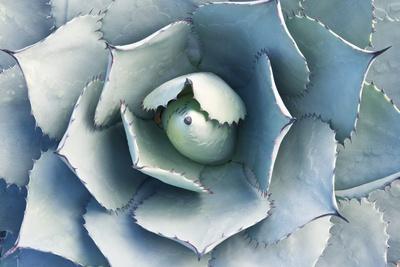 Premium Photographic Print, , small