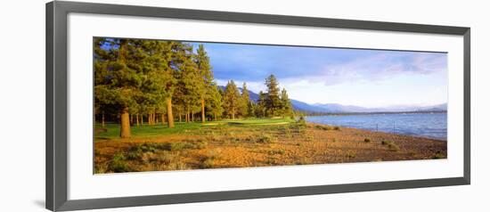 Trees in a Golf Course, Edgewood Tahoe Golf Course, Stateline, Nevada, USA-null-Framed Photographic Print