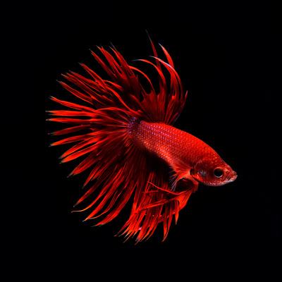 Premium Photographic Print, , small
