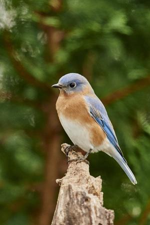 Premium Photographic Print, , small