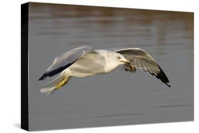 Stretched Canvas Print, , small