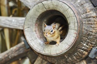 Premium Photographic Print, , small