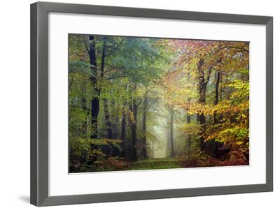 Brocéliande colored forest Photographic Print by Philippe Manguin | Art.com