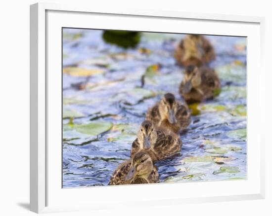 Wa, Juanita Bay Wetland, Mallard Ducklings, Anas Platyrhynchos-Jamie And Judy Wild-Framed Photographic Print