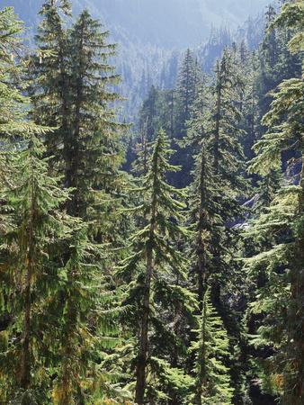 Premium Photographic Print, , small