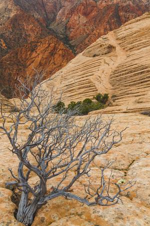 Premium Photographic Print, , small