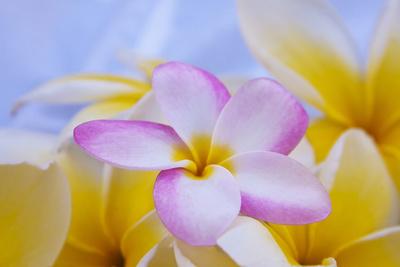 Premium Photographic Print, , small