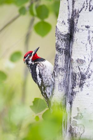 Premium Photographic Print, , small