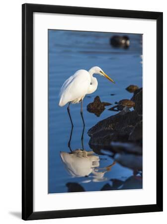 Great Egret On Prowl >> Lake Murray San Diego California A Great Egret Prowling The Shore Great Egret On Prowl >> Lake Murray San Diego California A Great Egret Prowling The Shore