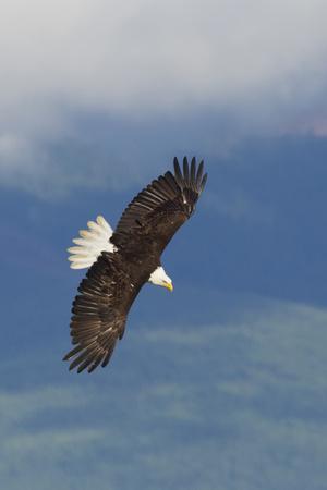 Premium Photographic Print, , small