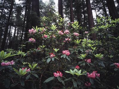 Premium Photographic Print, , small