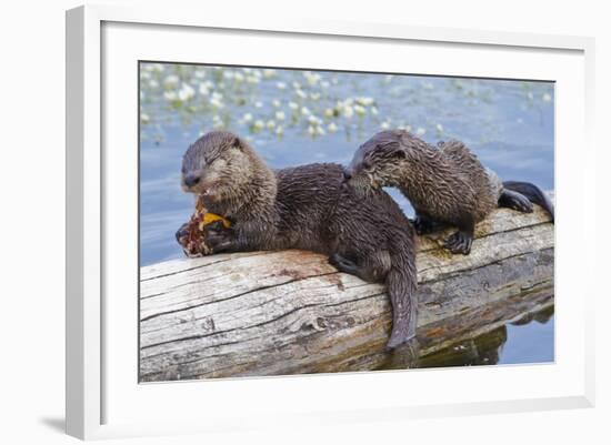 Wyoming, Yellowstone National Park, Northern River Otter Pups Eating Trout-Elizabeth Boehm-Framed Photographic Print