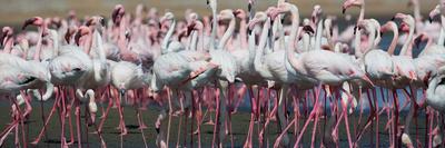 Photographic Print, , small