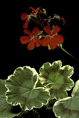 Premium Photographic Print, , small