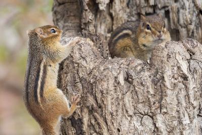 Premium Photographic Print, , small