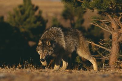 Premium Photographic Print, , small