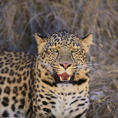 Premium Photographic Print, , small