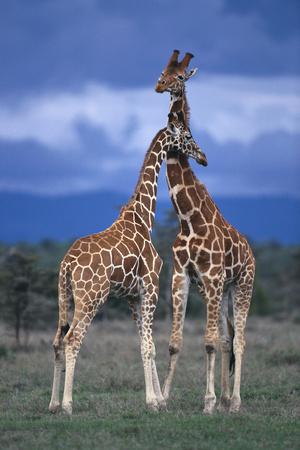 Premium Photographic Print, , small