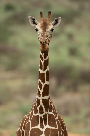 Premium Photographic Print, , small