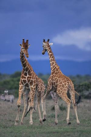 Premium Photographic Print, , small