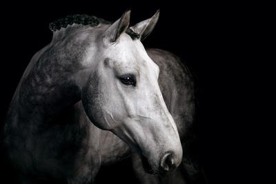 Premium Photographic Print, , small