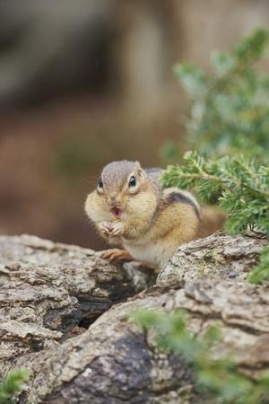 Premium Photographic Print, , small