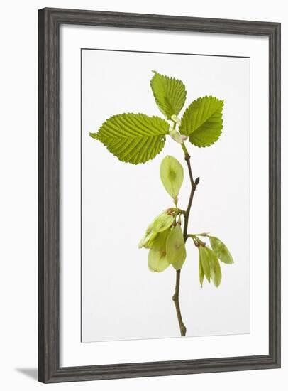 Wych Elm (Ulmus Glabra)-null-Framed Photographic Print