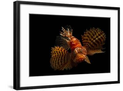 a fuzzy dwarf lionfish