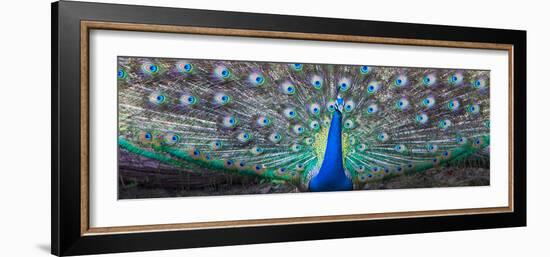 Dancing Peacock, India-null-Framed Photographic Print