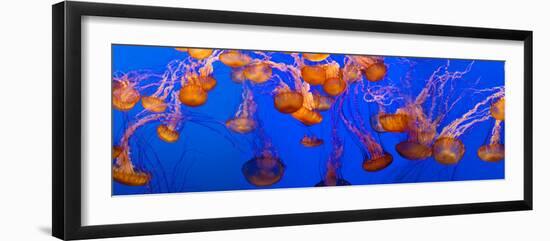 View of Jelly Fish Underwater-null-Framed Photographic Print