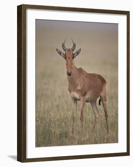 Coke's Hartebeest (Alcelaphus Buselaphus Cokii)-James Hager-Framed Photographic Print