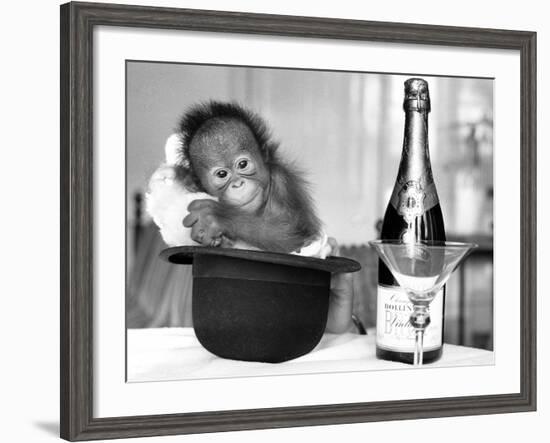 A baby Orangutan at Twycross Zoo-Staff-Framed Photographic Print