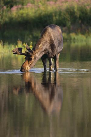 Premium Photographic Print, , small