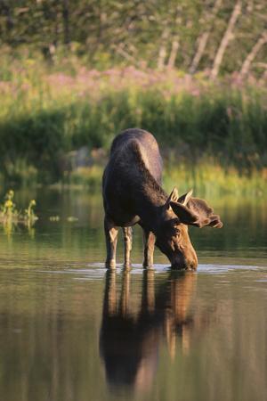 Premium Photographic Print, , small