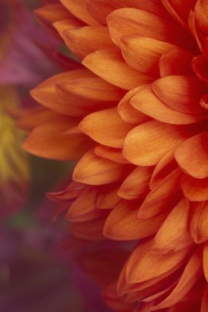 Premium Photographic Print, , small