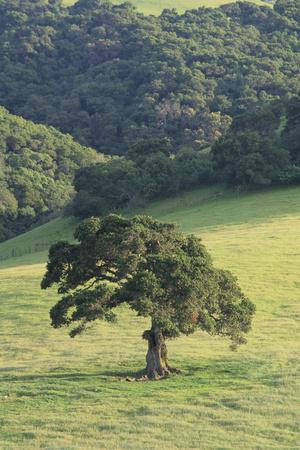 Premium Photographic Print, , small