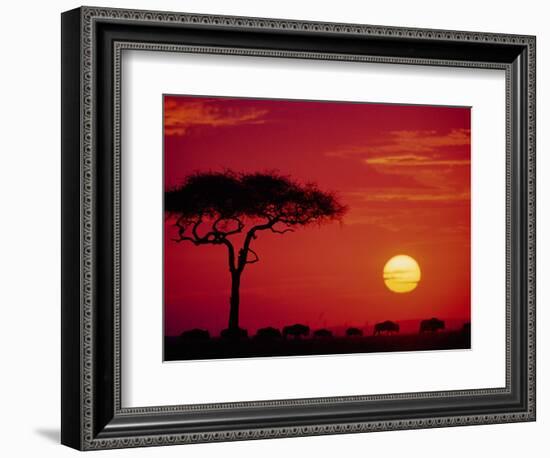 Wildebeest Migration, Masai Mara, Kenya-Dee Ann Pederson-Framed Photographic Print