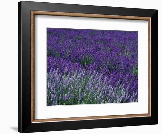 Lavender Fields in Sequim, Olympic Peninsula, Washington, USA-Jamie & Judy Wild-Framed Photographic Print