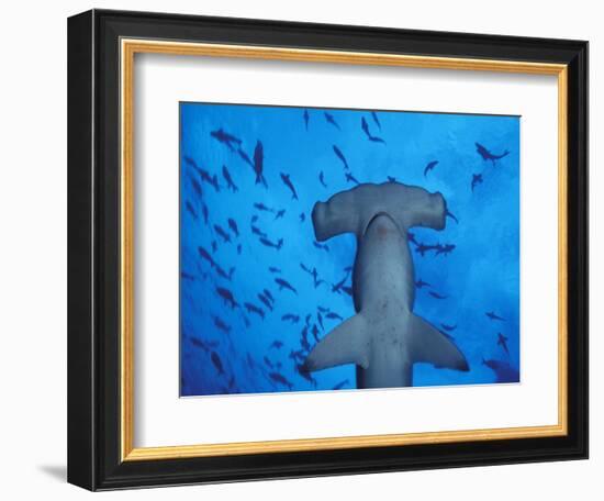 Hammerhead Shark from Below, Galapagos Islands, Ecuador-Stuart Westmoreland-Framed Photographic Print