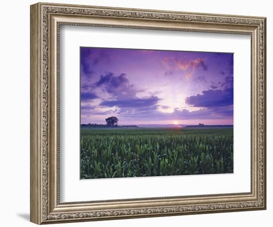 Sunrise over Field Corn, Hermann, Missouri, USA-Chuck Haney-Framed Photographic Print